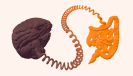 the gut-brain connection.