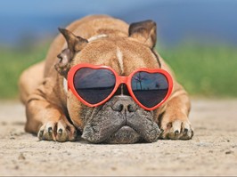 French Bulldog dog wearing red heart shaped sunglasses in summer