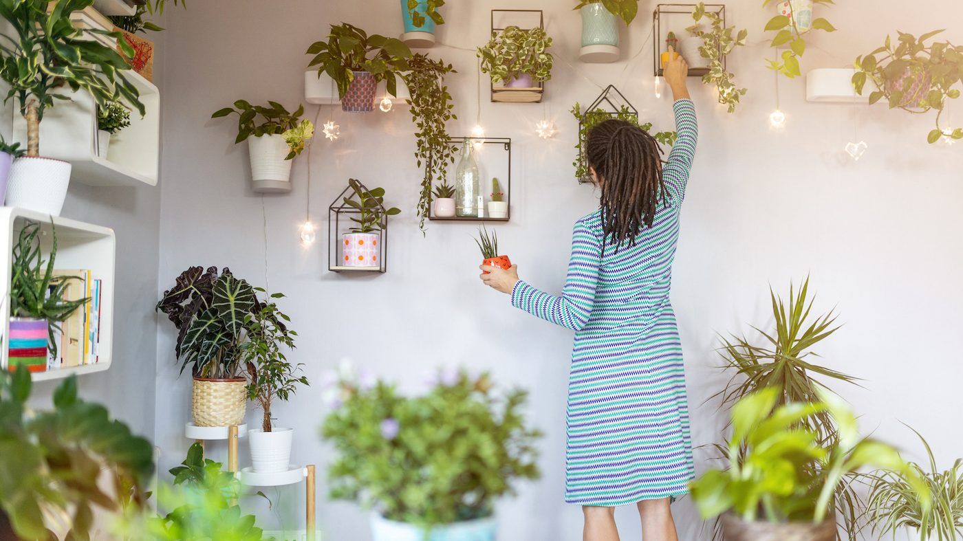 Studies show that houseplants are good for our mind and body. GETTY