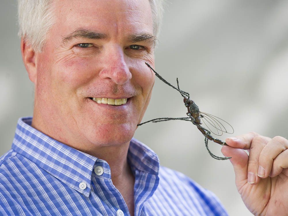 sfu entomology professor and mosquito expert carl lowenberger with a metal model of the bug in a file photo. (thankfully, not to scale.)