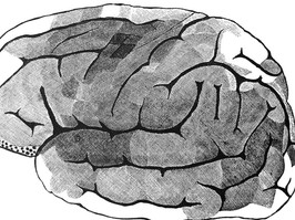 Antique illustration - Diagram of brain