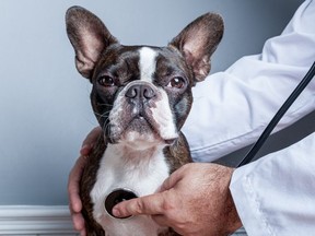 boston terrier dog being examined