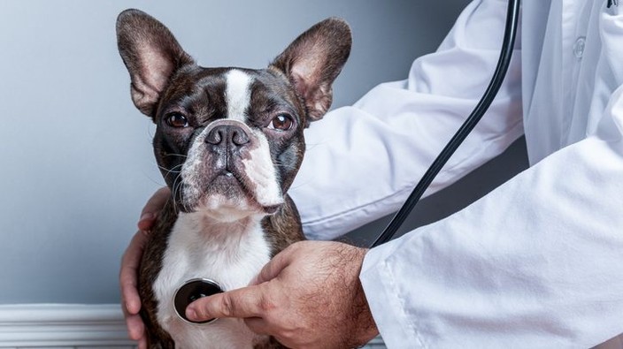 Veterinarians need help with mental health