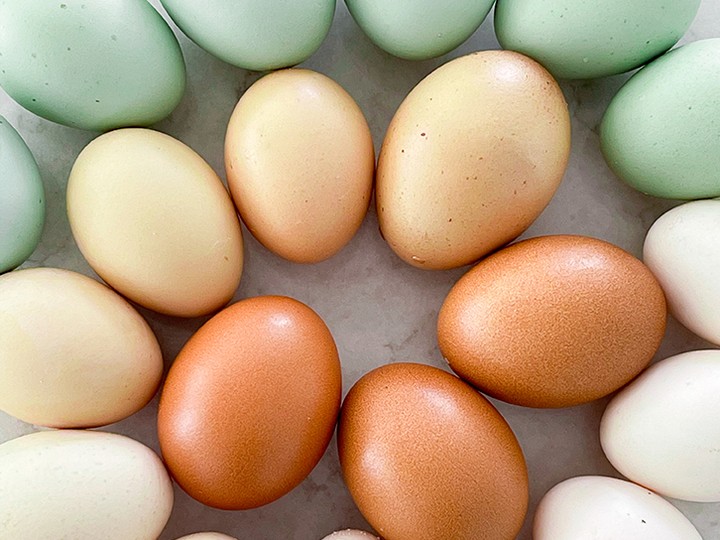  Eggshells come in a variety of colours and depends on the chicken breed. Source: Chickens in the Six