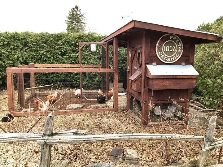  A hen house needs to follow certain regulations to be deemed safe for chickens. Source: Chickens in the Six
