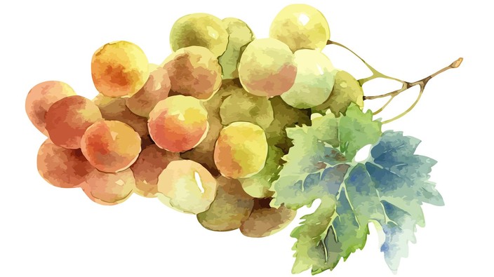Are grapes healthy for you?