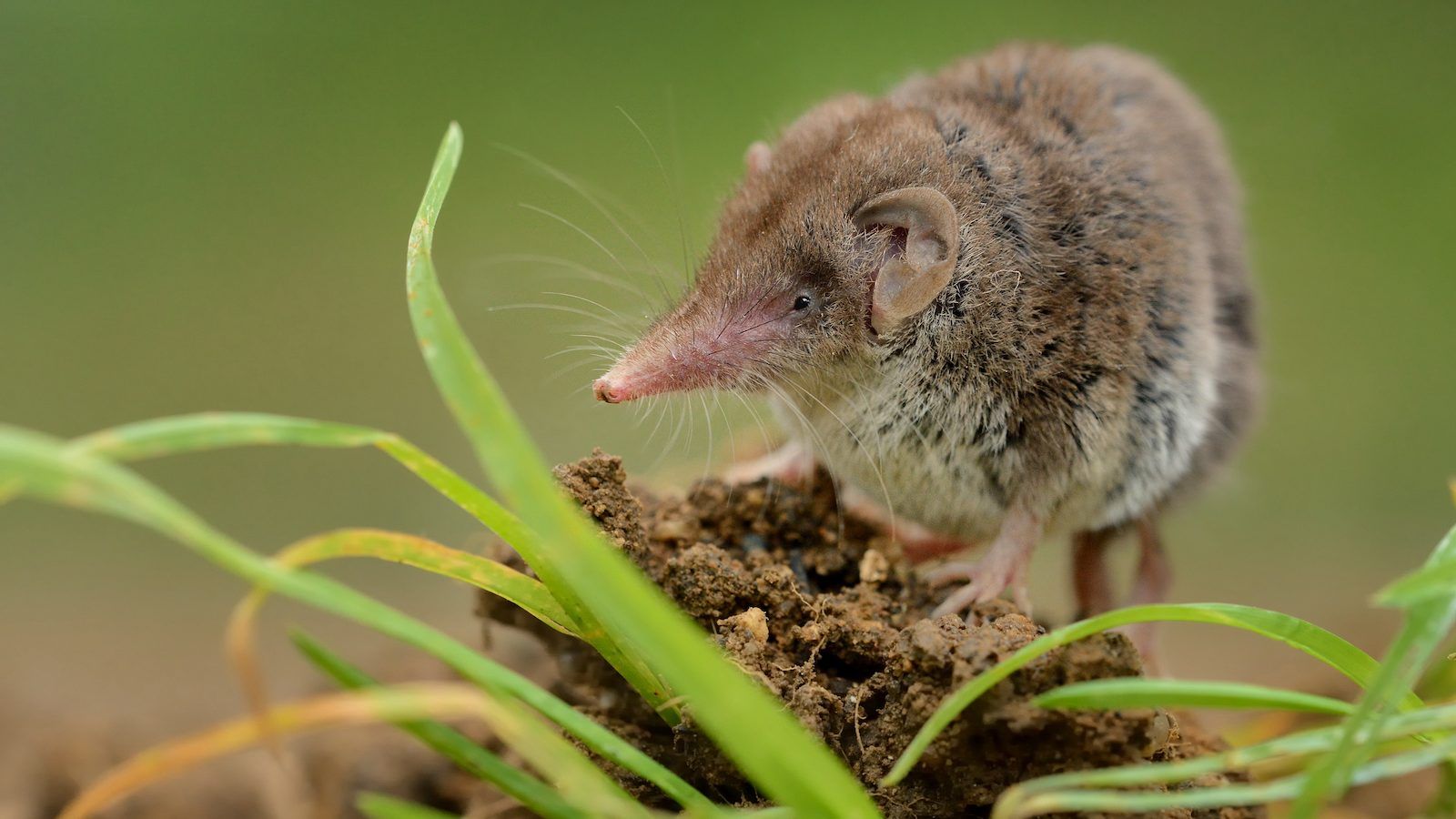 Researchers found the langya virus in more than a quarter of the 262 shrews they tested. GETTY