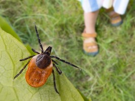 image of tick sitting on leaf