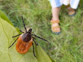 image of tick sitting on leaf