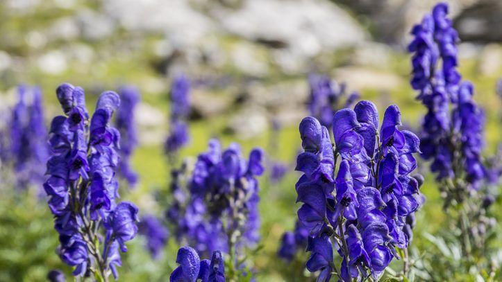 Aconite comes from the aconitum plant, sometimes called monkshood, which is native to central and western Europe. GETTY