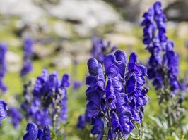 What is aconite poisoning?
