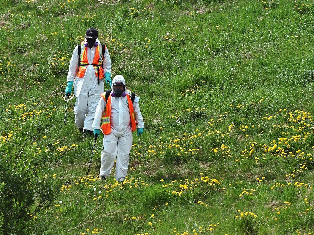 workers spray the weeds along fox drive in edmonton, june 4, 2021.