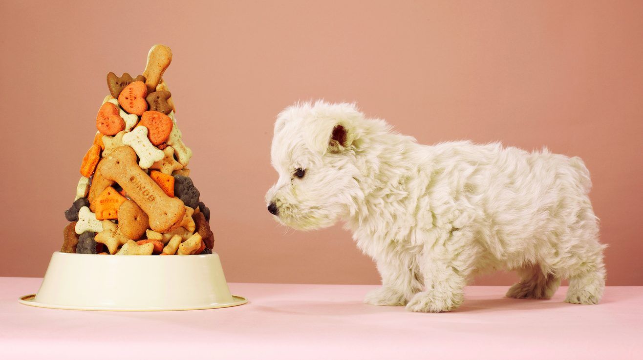 researchers found that dogs fed once a day had better cognition. getty
