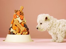 Puppy looking at pile of biscuits in dog bowl