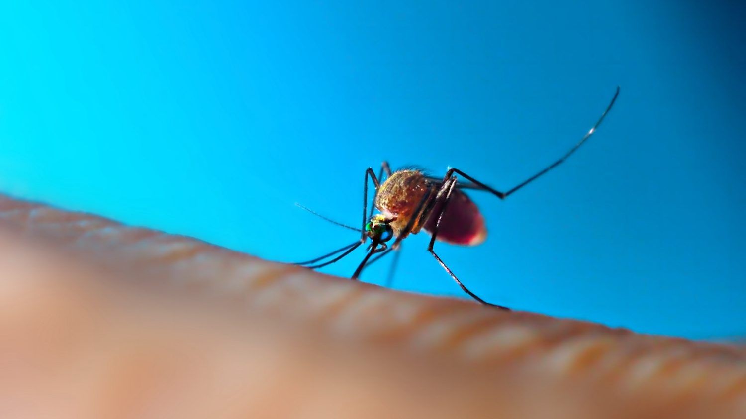 Malaria is a disease specific to tropical areas. But there are real-world benefits to a malaria vaccine for people living in non-tropical climates, too. GETTY