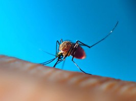 Mosquito sucking blood on Human skin.