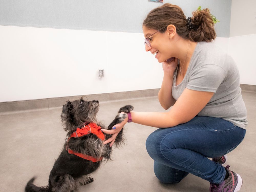 dr. camila cavali, post-doctoral fellow, and her dog kira at the new human-animal interaction lab at ubc.