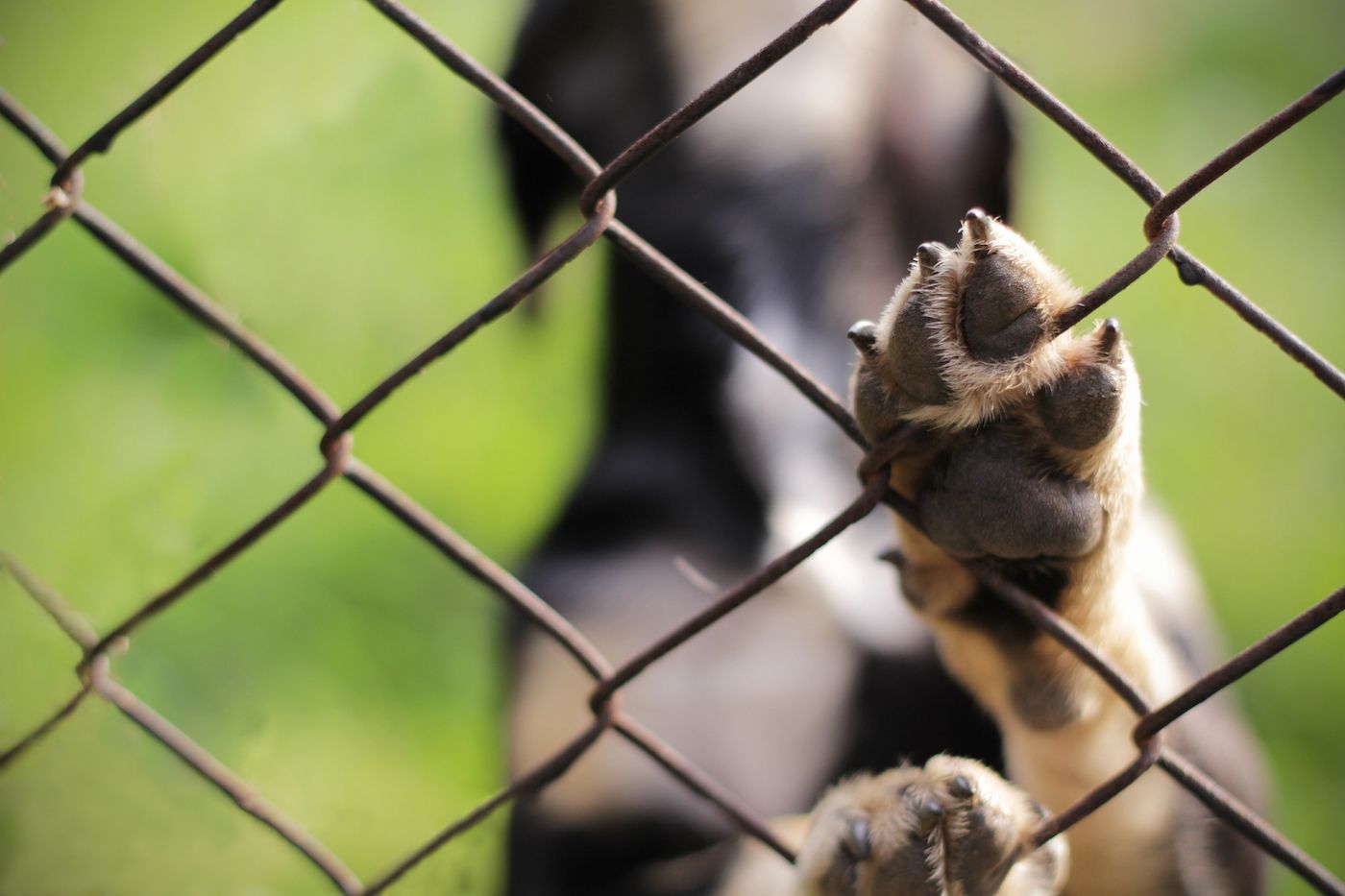 Dr. Cliff Redford, a veterinarian and owner of Wellington Veterinary Hospital in Markham, Ontario, says the ban is, unfortunately, justified. GETTY