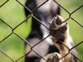 dog behind bars. Animal sanctuary.