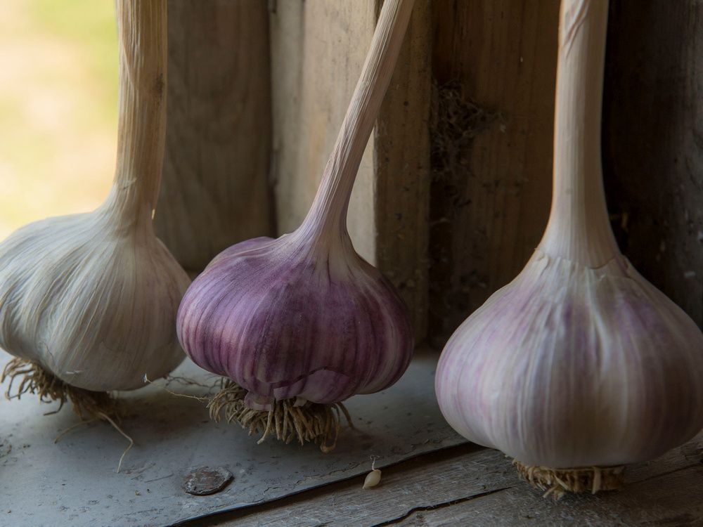 "the garlic bulb is virtually odour free until it is cut or crushed," joe schwarcz writes.