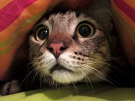 Intrigued Cat Under a Blanket