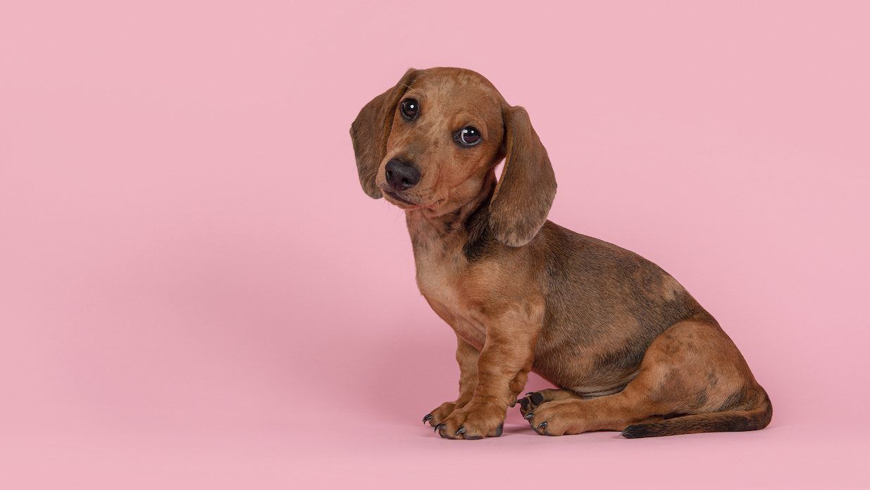Mammary tumours are more likely to occur in smaller breeds such as poodles, chihuahuas, dachshunds, and Yorkie terriers. GETTY