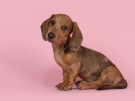 Cute badger dog puppy looking at the camera sitting on a pink background seen from the side