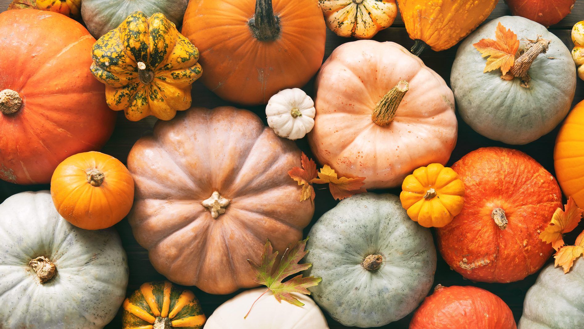 Scientists from the University of California believe pumpkins originated in North America 9,000 years ago. GETTY