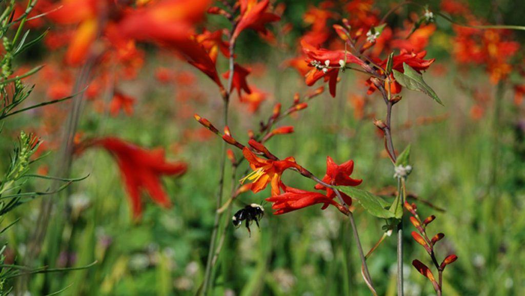 This new anti-diabetic compound derived from the garden flower, montbretia, is approved by Health Canada for Phase 1 human trials. SUPPLIED