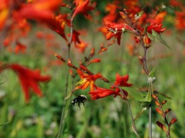 montbretia-plant-1024x577