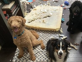 three dogs in front of torn dog bed