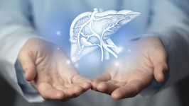 hepatologist doctor, liver specialist. aesthetic handdrawn highlighted illustration of human liver. neutral grey background, studio photo and collage.