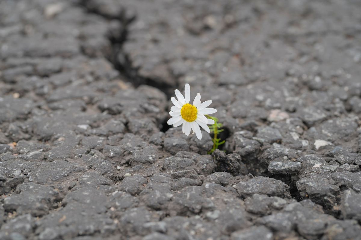  kim recalls seeing a tiny flower peeking through the concrete while on a walk with her mother, reminding her that you can persist through the tough times. getty