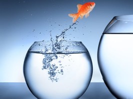 goldfish jumping out of small bowl into bigger bowl