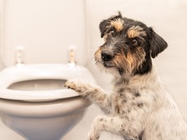 dog looking into toilet