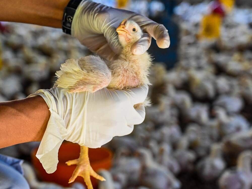 avian influenza, a highly contagious viral infection that affects wild and domestic birds worldwide, has recently gained notoriety for its devastating impact on the commercial poultry sector and as an emerging human public health threat.