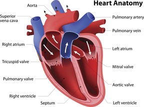 anatomy of a healthy heartbeat