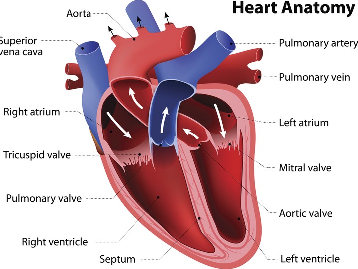  In a normal heart beat, the atria of the heart contract, pushing blood to the ventricles. The ventricles then contract a fraction of a second later, pushing blood out of the heart.