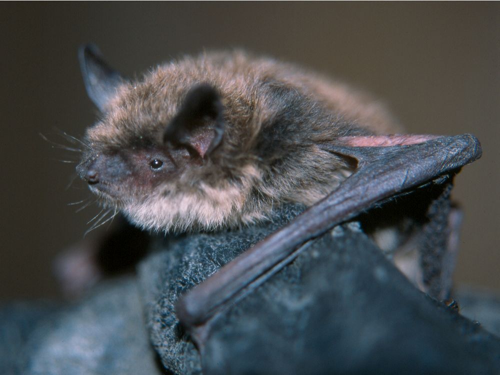 a species of bat known as a little brown myotis is shown in this undated handout photo.