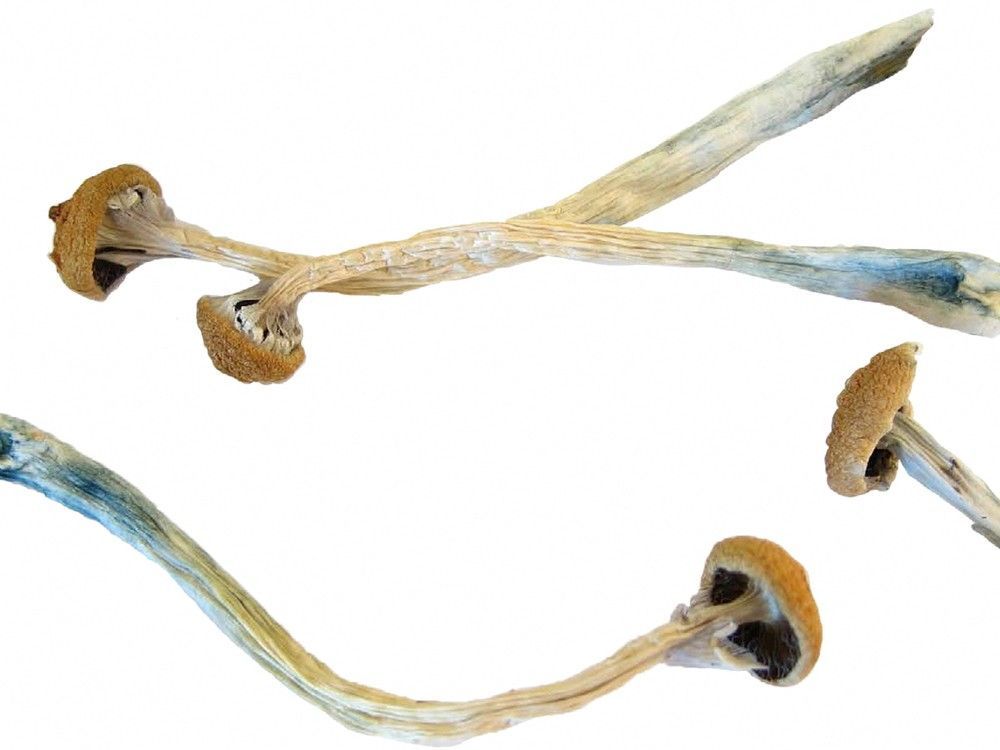 psilocybin or "magic mushrooms" are seen in an undated photo provided by the u.s. drug enforcement agency (dea) in washington, u.s. may 7, 2019.
