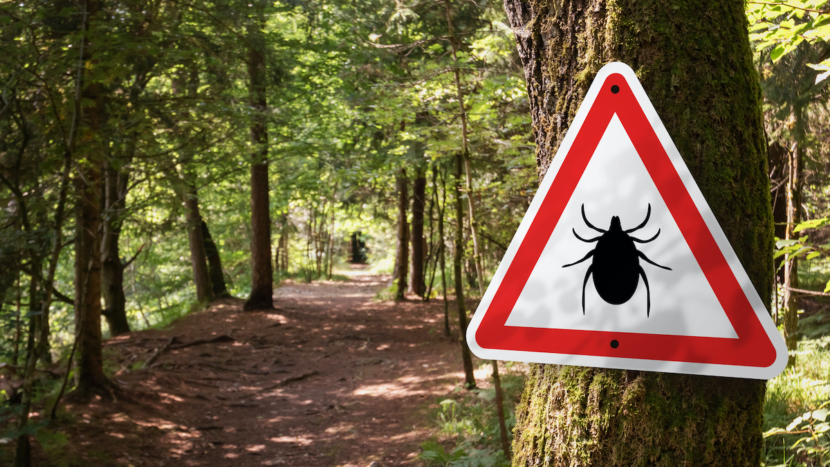 ticks-lyme-disease-safety-tips red meat allergy (Alpha-gal syndrome)