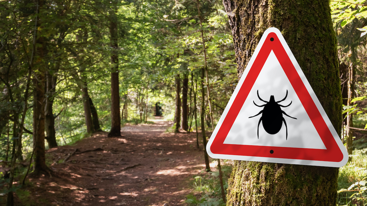 ticks-lyme-disease-safety-tips red meat allergy (alpha-gal syndrome)