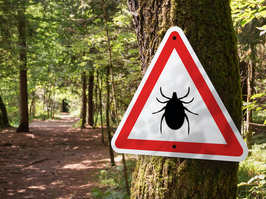 Infected ticks warning sign in a forest. Risk of tick-borne illnesses like red meat allergy (Alpha-gal syndrome) and lyme disease.