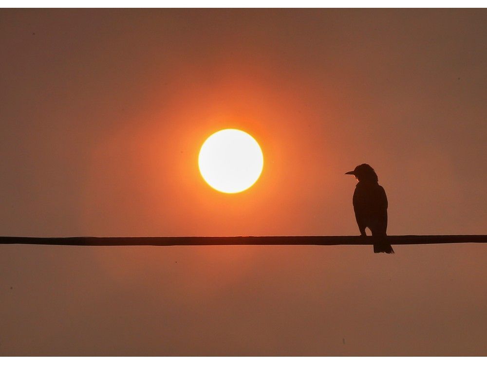 a bird sits on a wire as the sun rises wednesday, june 7, 2023 against smoky and hazy sky..