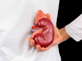Model of a kidney being held behind a doctor's back