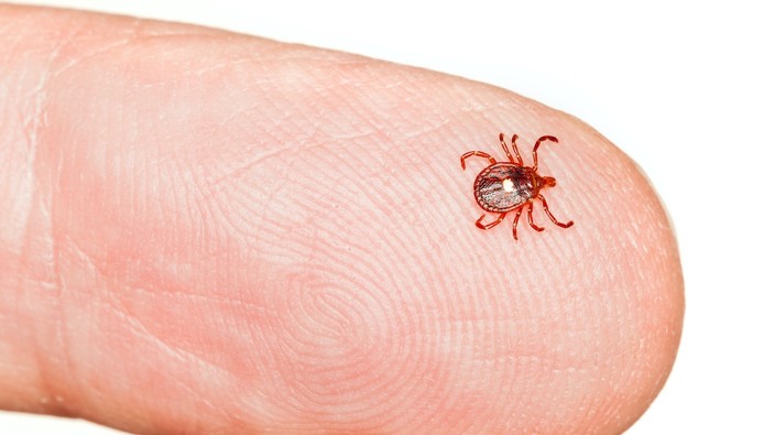 Alpha-gal syndrome: CDC warns of rise in red meat allergy from ticks