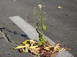 flower breaking through concrete