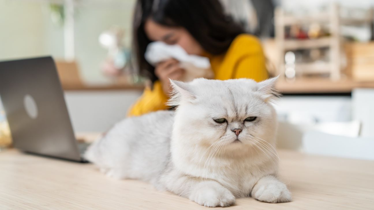 Animal allergens also fall into the inhaled category and, contrary to the belief that it’s the hair that spurs an attack, it’s generally the tiny particles of pet dander, saliva and urine that hover in the room and settle on furniture and carpets, even when the pet is not around.