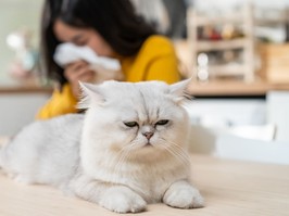 young woman suffering from allergies to cat's fur and sneezes.