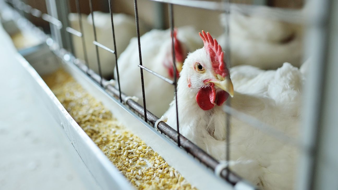 Avian flu is caused by a virus. After a wild bird infects a farm-raised bird, the virus can easily and quickly spread among hundreds or thousands of birds.